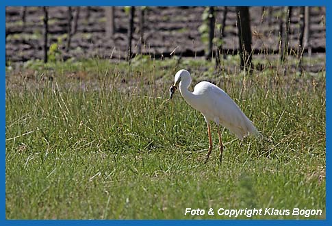 Silberreiher Casmerodius albus,  hat Zauneidechse erbeutet.