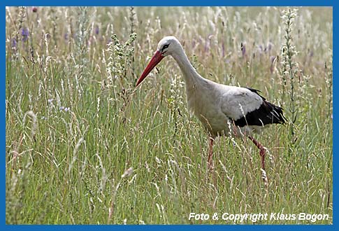 Weistorch Ciconia ciconia, auf Nahrungssuche.