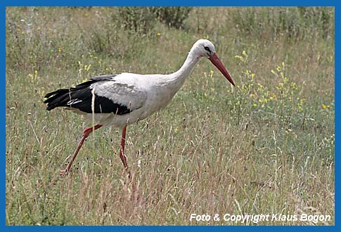 Weistorch Ciconia ciconia, auf Nahrungssuche.