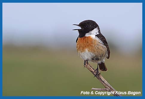 Schwarzkehlchen Saxicola torquata. singendes Mnnchen.