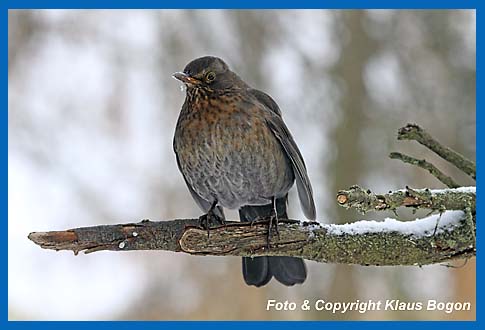 Amsel  Turdus merula, Weibchen.