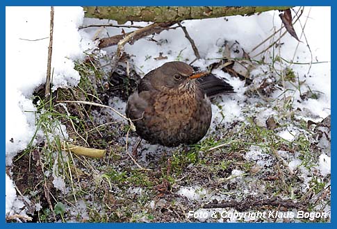 Amsel  Turdus merula, Weibchen sucht unter Schnee nach Insekten und Wrmern.