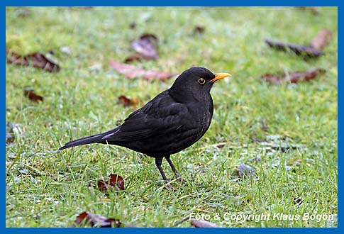 Amsel  Turdus merula, Mnnchen.