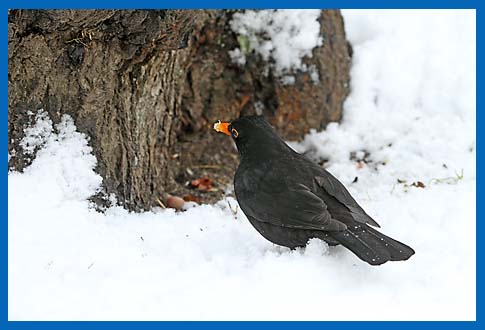 Amsel  Turdus merula, Mnnchen an der Bodenftterung