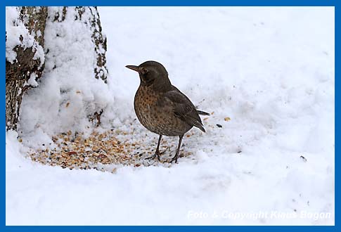 Amsel  Turdus merula, Weibchen an der Bodenftterung.