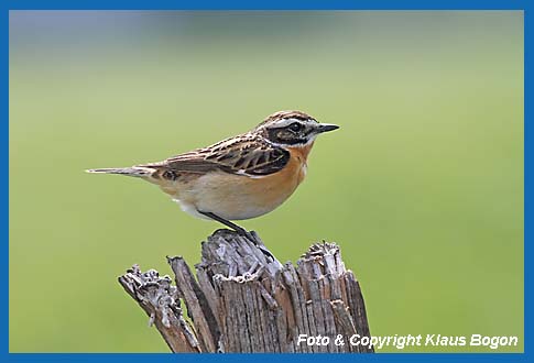 Braunkehlchen  Saxicola rubetra, Mnnchen.