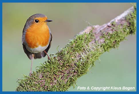 Rotkehlchen  Erithacus rubecula