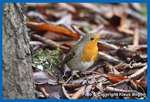 Rotkehlchen  Erithacus rubecula im Laub.