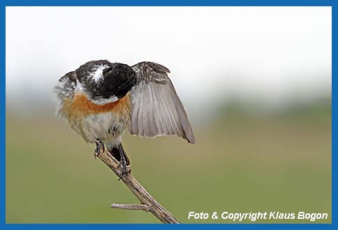 Schwarzkehlchen Saxicola torquata Mnnchen bei der Gefiederpflege.