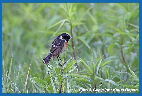 Schwarzkehlchen Saxicola torquata im Regen durchnsstes Mnnchen.