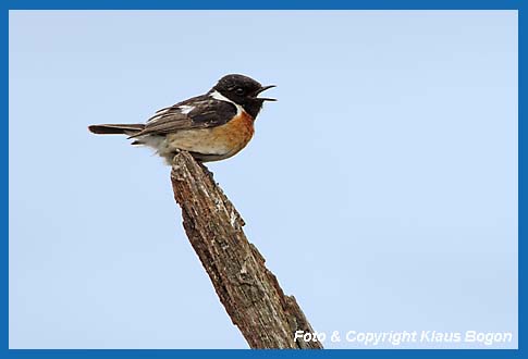 Schwarzkehlchen Saxicola torquata. singendes Mnnchen auf hoher Warte.