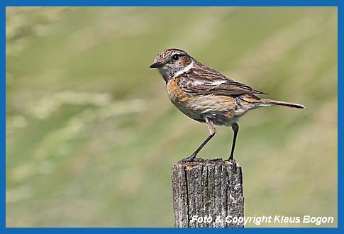 Schwarzkehlchen Saxicola torquata Weibchen.