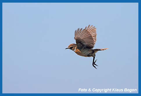 Schwarzkehlchen Saxicola torquata Weibchen im Flug.