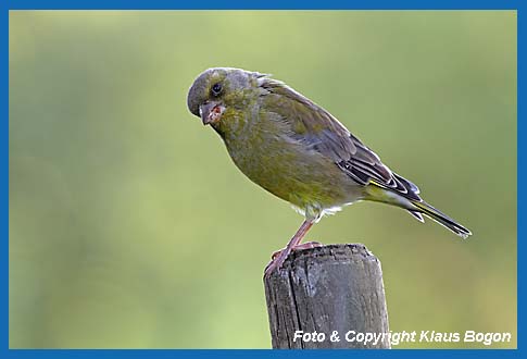 Grnfink Carduelis chloris Mnnchen