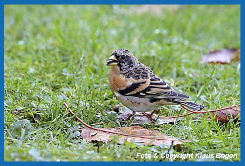 Bergfink Fringilla montifringilla im Ruhekleid.