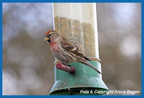 Birkenzeisig  Carduelis flammea an der Futterampel.