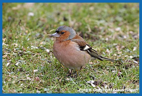 Buchfink  Fringilla coelebs, Mnnchen.