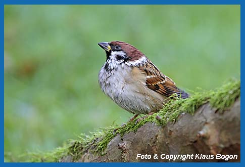 Feldsperling Passer montanus montanus