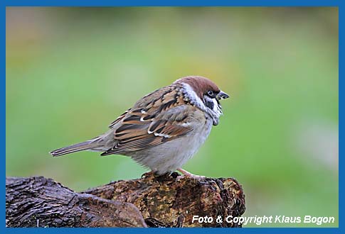 Feldsperling Passer montanus montanus mit Zecke an der Brust.