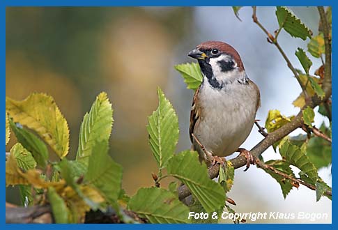 Feldsperling Passer montanus montanus