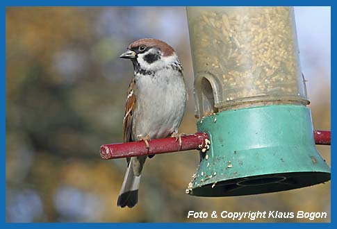 Feldsperling Passer montanus montanus