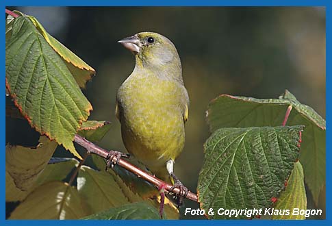 Grnfink Carduelis chloris Mnnchen