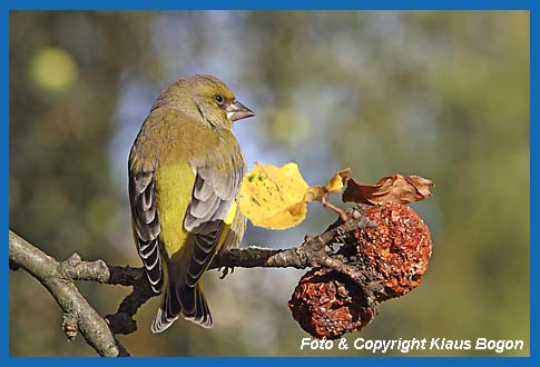 Grnfink Carduelis chloris Mnnchen