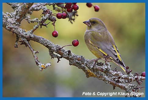 Grnfink Carduelis chloris Mnnchen