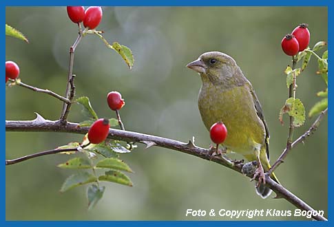 Grnfink Carduelis chloris Mnnchen