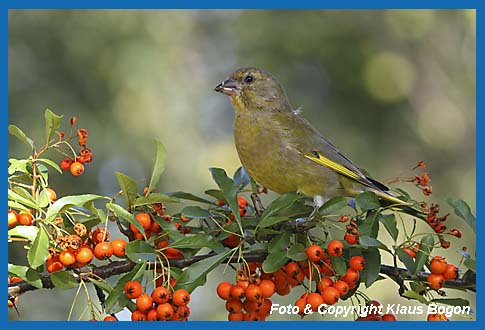 Grnfink Carduelis chloris Mnnchen