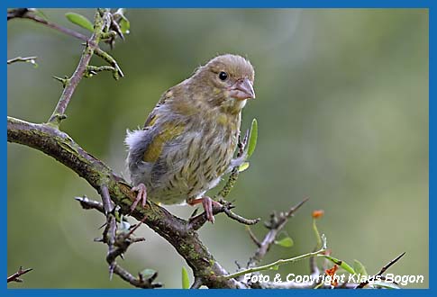 Grnfink Carduelis chloris, Jungvogel in der Mauser.