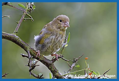 Grnfink Carduelis chloris, Jungvogel in der Mauser.