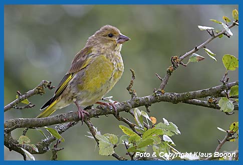 Grnfink Carduelis chloris, Jungvogel gegen Ende der Mauser.