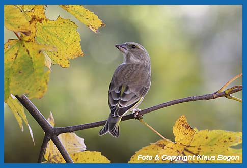 Grnfink Carduelis chloris Weibchen, Rckennsicht.