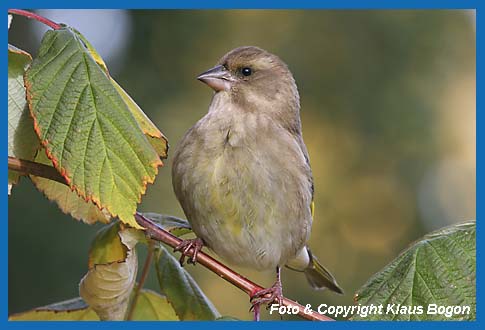 Grnfink Carduelis chloris Weibchen auf Brombeere.