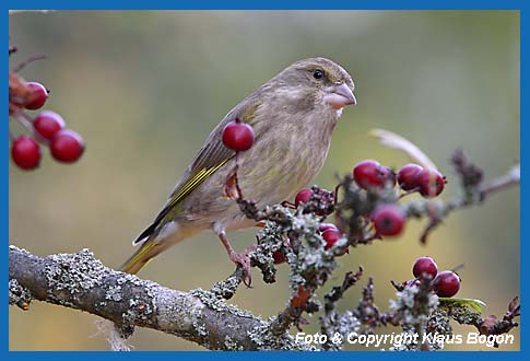 Grnfink Carduelis chloris Weibchen auf Weidorn.