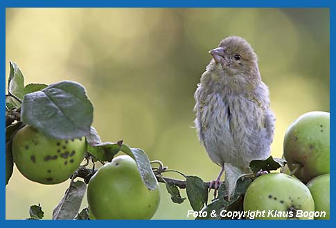 Grnfink Carduelis chloris, Jungvogel zu Beginn der Mauser.