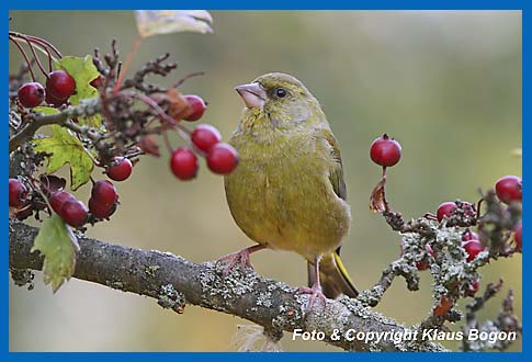 Grnfink Carduelis chloris Mnnchen