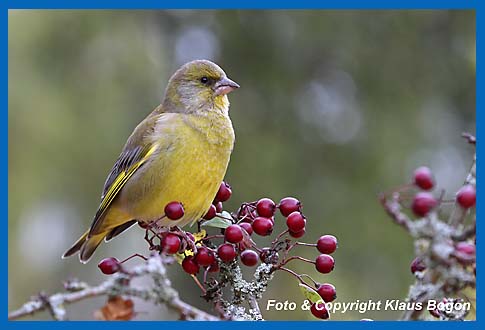 Grnfink Carduelis chloris Mnnchen