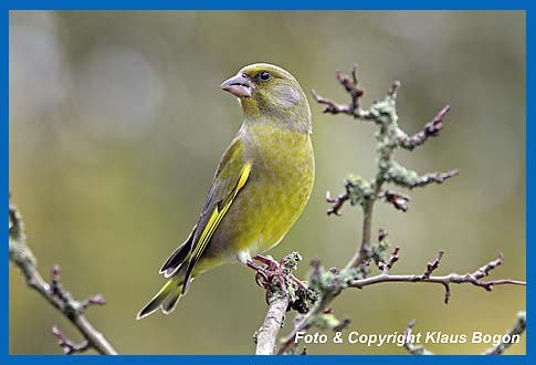 Grnfink Carduelis chloris Mnnchen