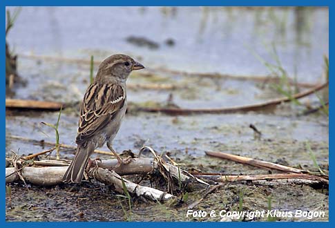 Haussperling  Passer domesticus, Weibchen am Seeufer