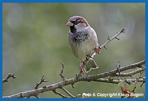 Haussperling  Passer domesticus, Mnnchen.