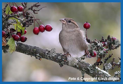 Haussperling  Passer domesticus, Weibchen.