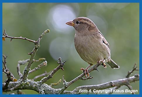 Haussperling  Passer domesticus, Weibchen.