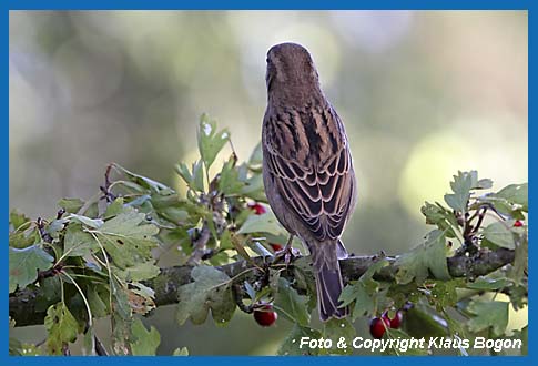 Haussperling  Passer domesticus, Rckenansicht eines Weibchen.