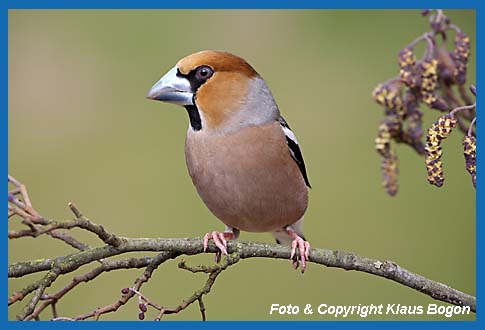 Kernbeier Coccothraustes coccothraustes, Mnnchen auf Haselnusszweig.