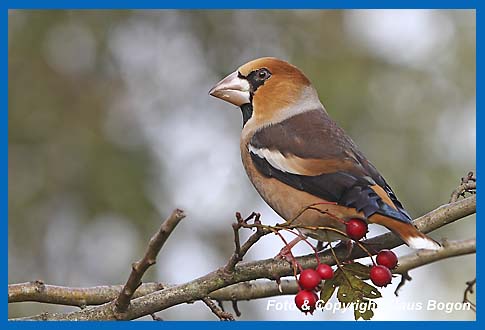 Kernbeier Coccothraustes coccothraustes, Mnnchen auf Weissdornzweig.