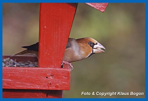 Kernbeier Coccothraustes coccothraustes, Mnnchen Im Futterhaus.