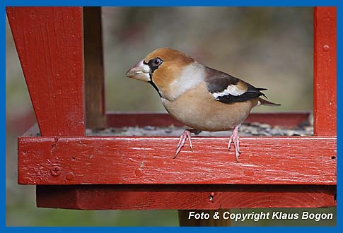 Kernbeier Coccothraustes coccothraustes, Mnnchen Im Futterhaus.