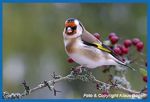 tieglitz Carduelis carduelis auf Weissdornzweig.